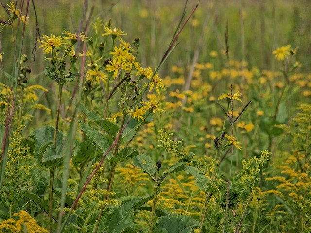 Cuppants (Silphium perfoliatum) flow into a sea of yellow Anise-scented goldenrod (Solidago odora), and orange coneflowers (Rudbeckia fulgida).