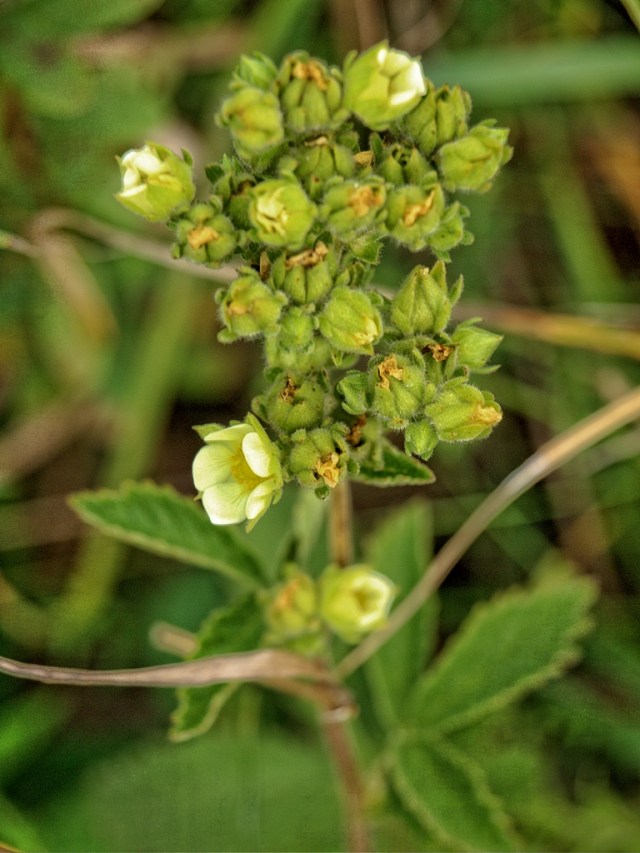 Prairie Cinquefoil